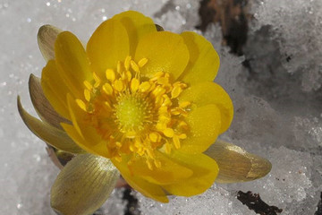 冰凌花