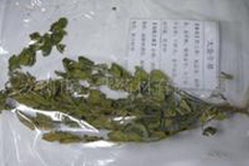 大金牛草