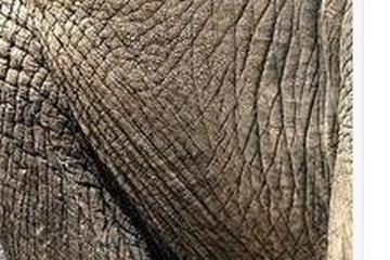象皮