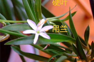 树茭瓜果
