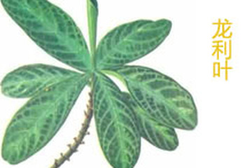 龙利叶花