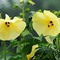 黄蜀葵花
