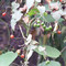 蜀羊泉
