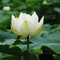 白莲花