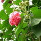 芙蓉叶